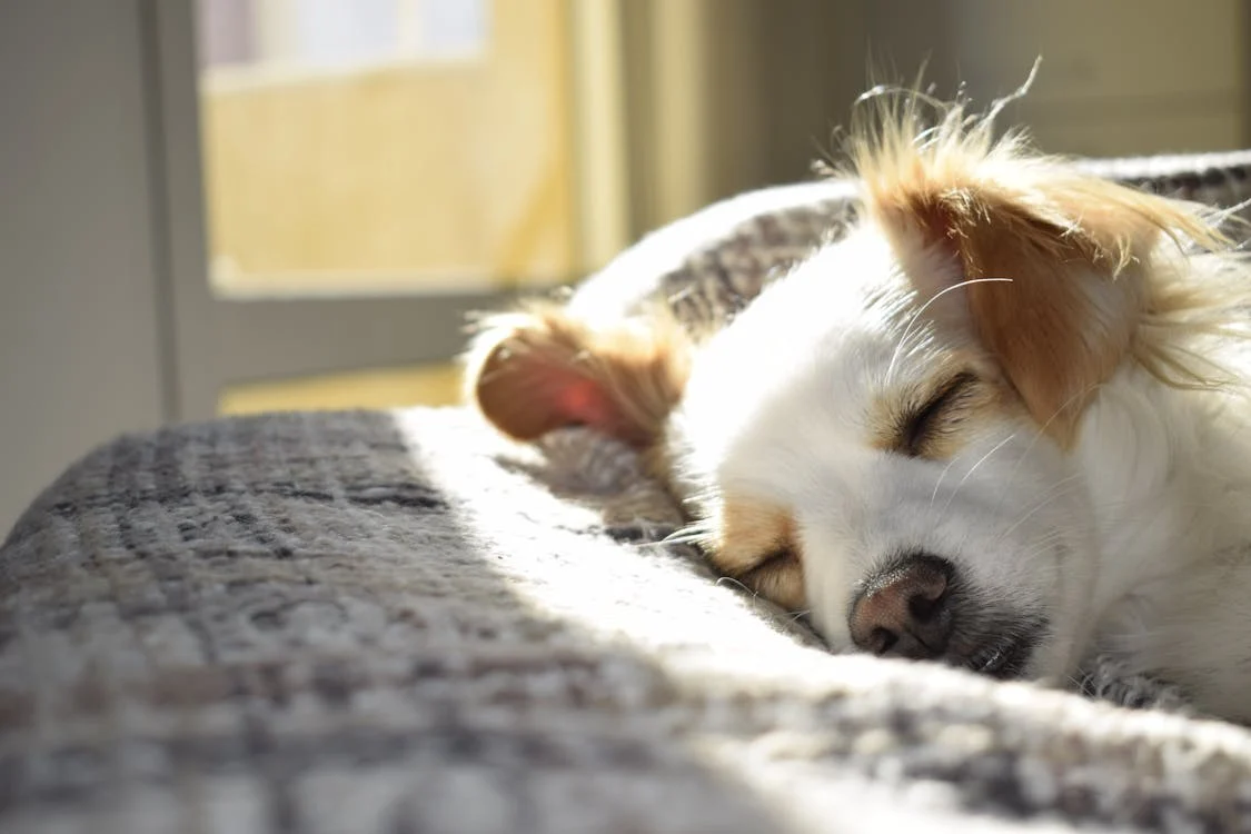 犬との生活